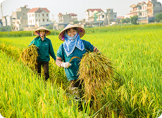 Ngành nông nghiệp